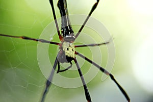 Â spider on the web, top view